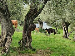 Cows in Sabina
