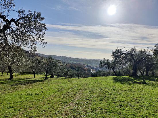 field in Sabina