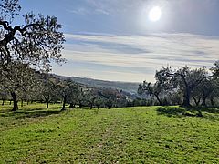field in Sabina