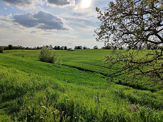 Field in Sabina