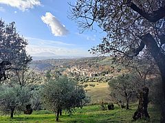 Olive grove in Sabina