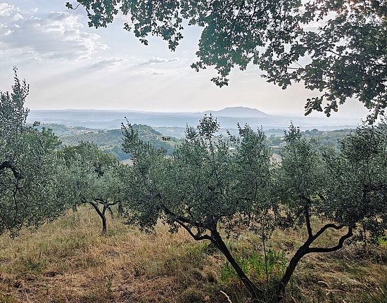 Olive grove in Poggio Mirteto