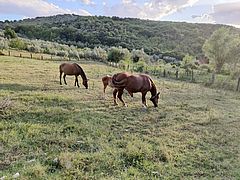 Horses in Sabina